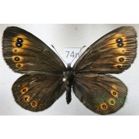 Erebia medusa (Denis & Schiffermüller, 1775) Górówka meduza Poland74n